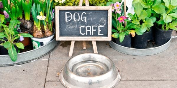 dog water bowl on sidewalk