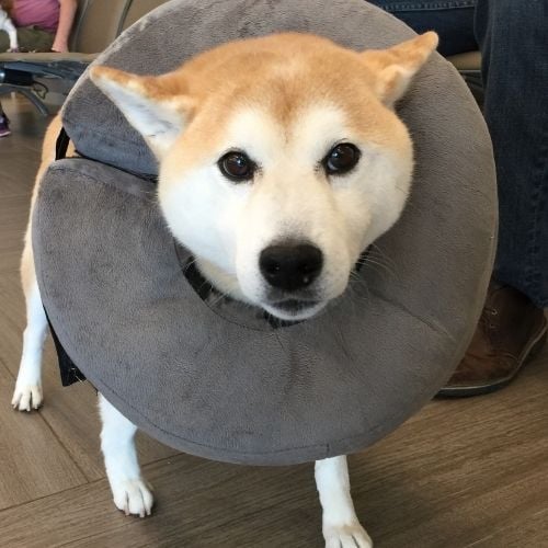 dog collar instead of cone