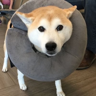 dog wearing a blow-up collar at the veterinarian