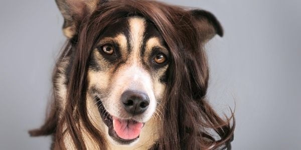 dog wearing a wig needs grooming