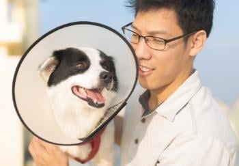 dog wearing cone and standing by veterinarian 350 canva