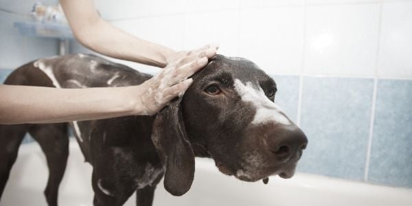 dog with soapy head having a bath