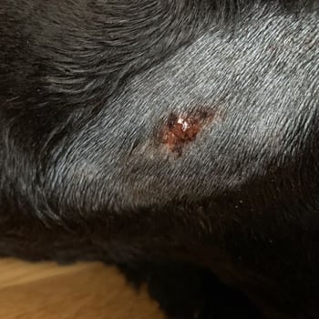 dog wound hot spot shaved back to help it heal-PV