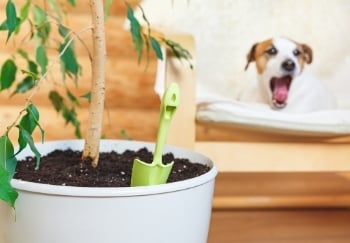dog yawning on bench behind freshly fertilized tree planter