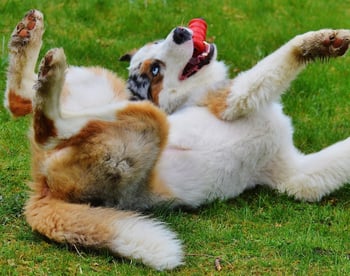 Dog With Rubber Toy Rolling in Grass Dog With Rubber Toy Rolling in Grass