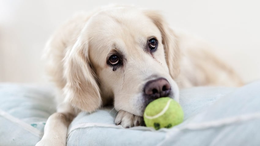 golden retriever sitting on dog bed with tennis ball