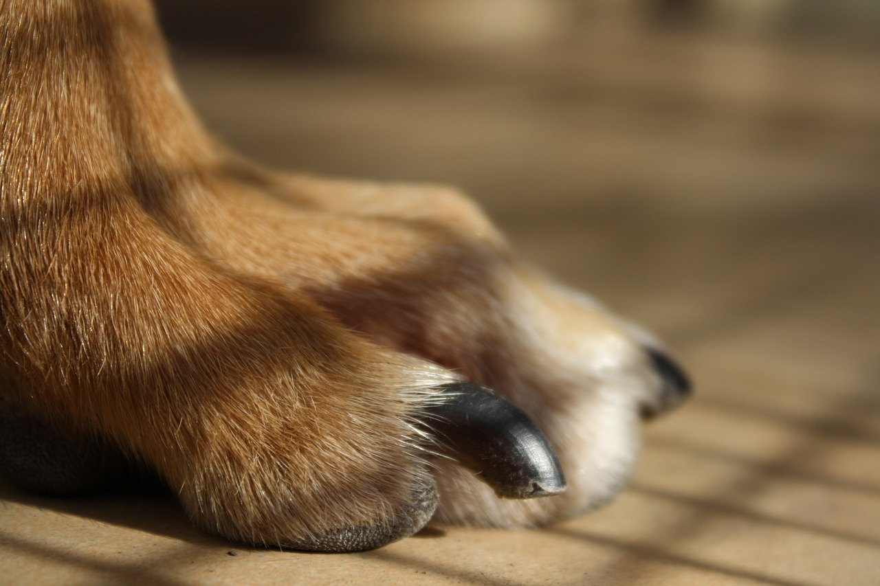 vitamins for dogs nails