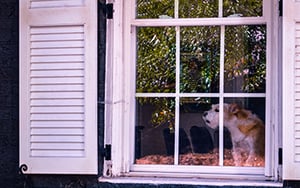 dog barking window quiet entertained keeping working tips happy blinds curtains stay close help