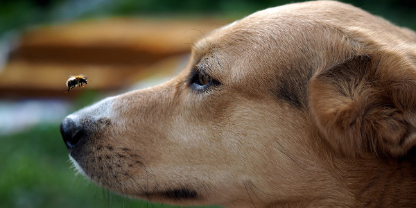 dog looking at bee flying by their nose