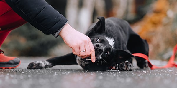 dog being lured into a down position