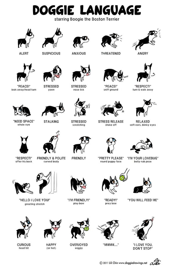 understanding dog body language