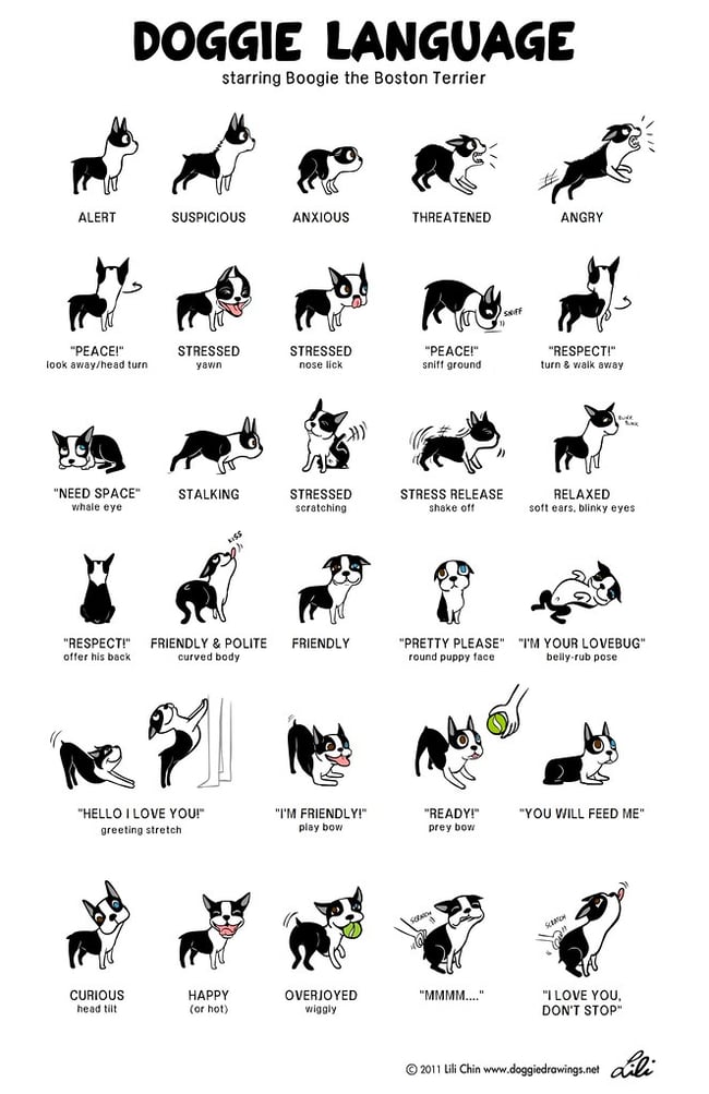 dog body language chart by lili chin