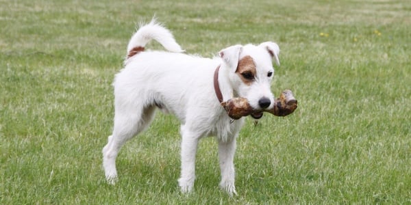 dog holding a smoked bone