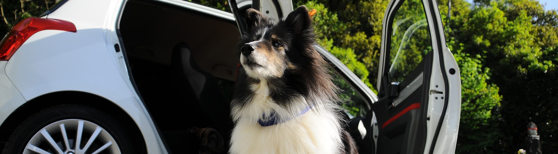 what can i give my dog for car sickness