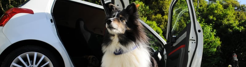 dog with car phobia