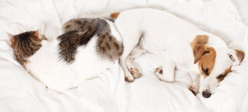 Perro y gato durmiendo en una cama