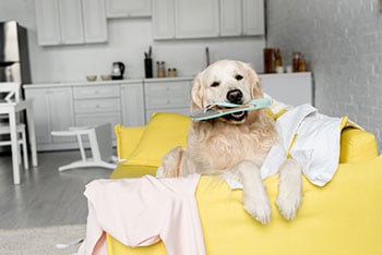 dog-chewing-shoe-golden-retriever-350
