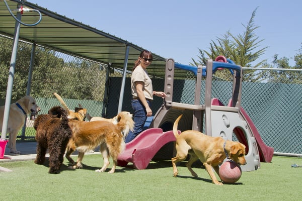 dog-play-daycare-with-staff