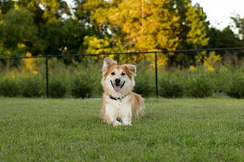 dog-down-stay-training-fenced-yard