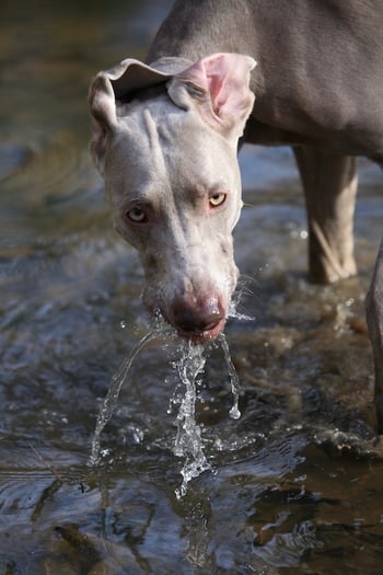 giardia in water bowl)