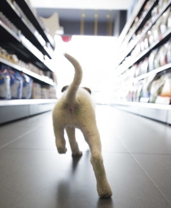 dog-food-grain-free