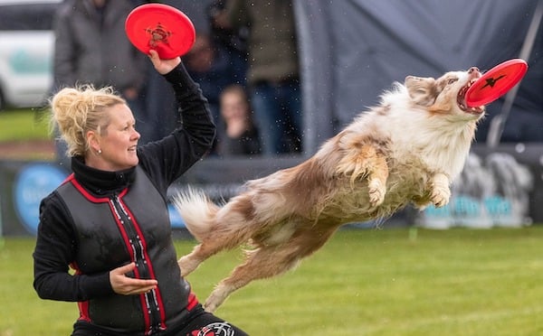 dog-frisbee-high-impact-activity
