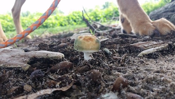 Dog eating mushrooms in yard