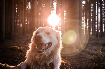 dog hiking a trail in the forest