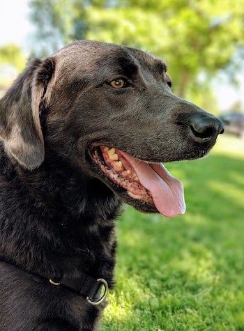 the-champions-film-lucas.jpg dog-hot-summer-tongue.jpg