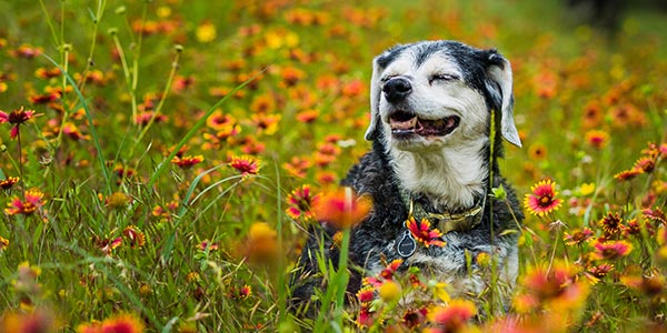 dog happy outside sitting in flowers