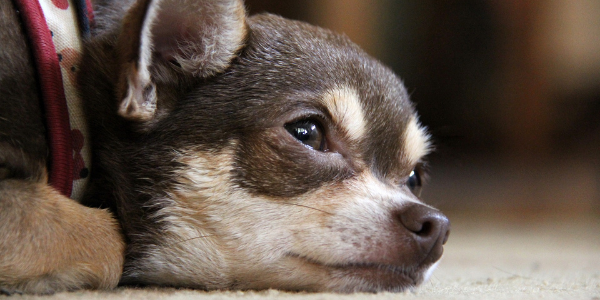 dog-in-pain
