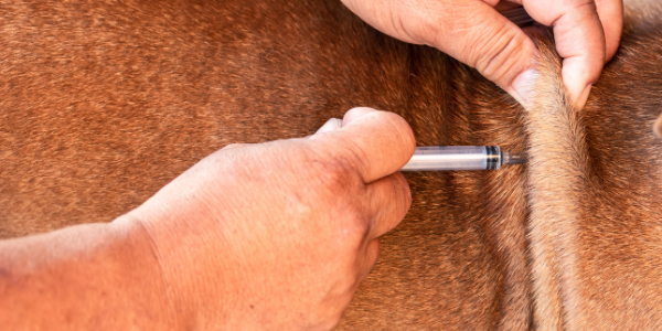 Inyección de insulina en perro