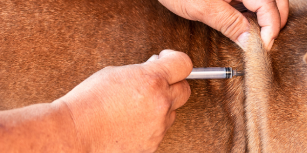 dog getting an insulin injection