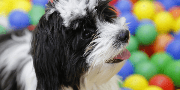 interactive dog toys and puzzles