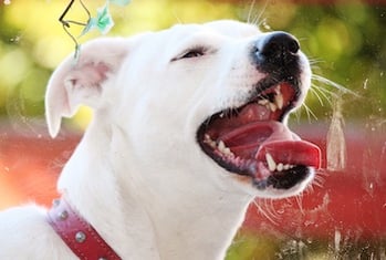 dog-licks-window.jpg dog-licks-window.jpg