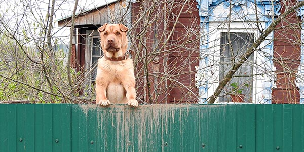dog looking over fence on alert