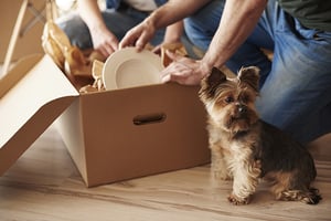 dog-moving-650