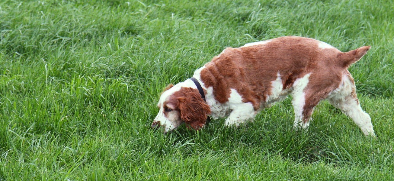 dog-nose-work-smelling-grass