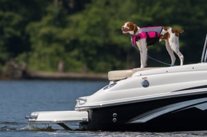 spaniel in life jacket standing on back of boat while out on the water