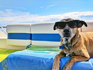 dog resting on boat wearing sunglasses