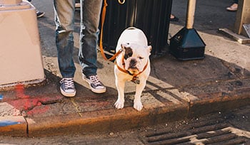 dog-on-curb-350