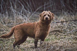 dog on leash hiking