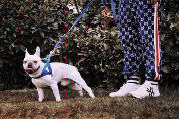 dog-on-leash-walk