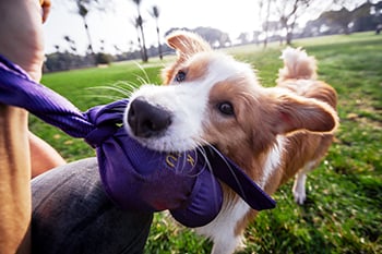 dog-playing-tug-kong-wubba-350