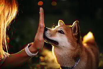 dog-practicing-touch