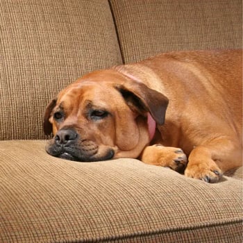 dog-relaxing-on couch