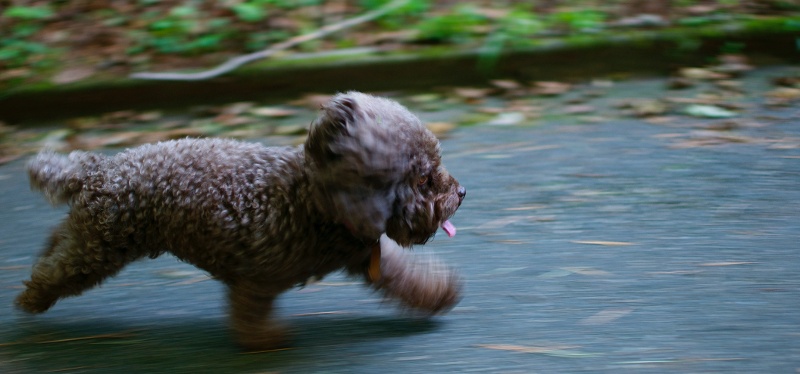 dog running off leash on road