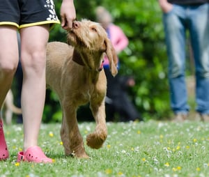 dog training school