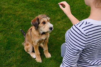 dog sitting for a treat