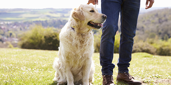 golden retriever sitting outside on leash next to owner